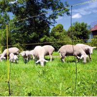 ELECTRIC FENCING FOR SHEEP 50m REEL